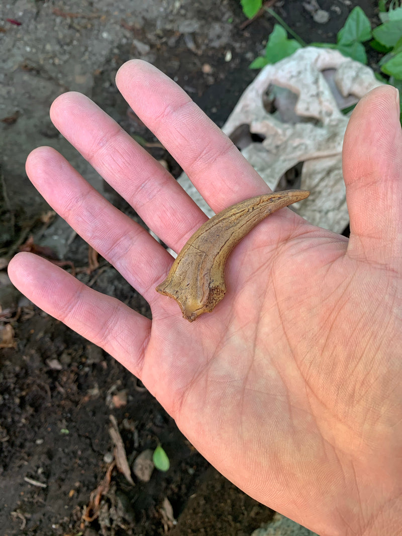 Velociraptor Claw Fossil Replica