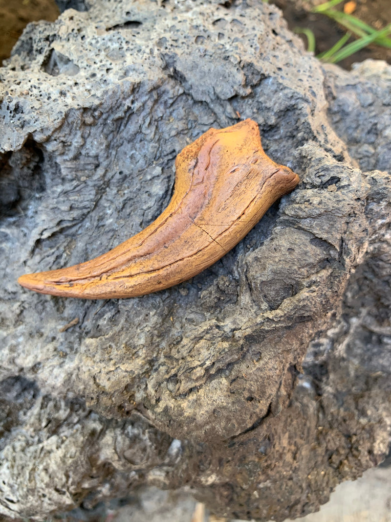 Velociraptor Claw Fossil Replica