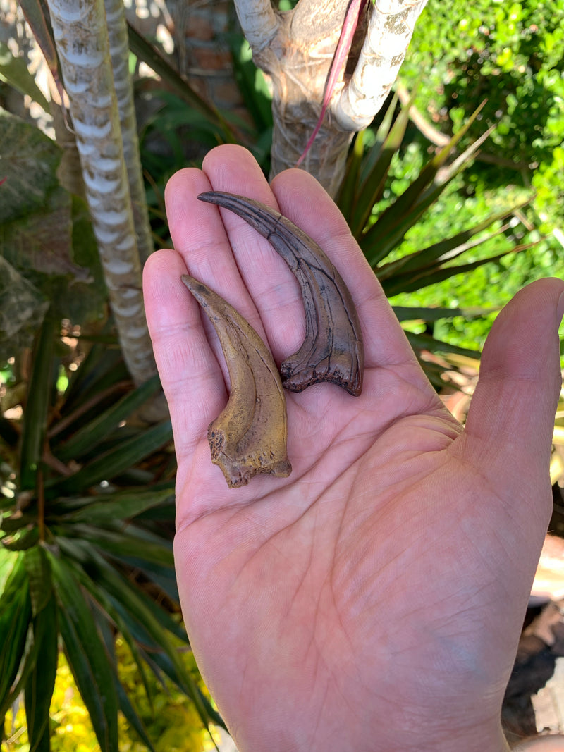 Velociraptor Claw Fossil Replica